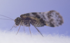 Trichadenotecnum majus