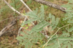 Acacia glaucocarpa