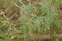 Acacia glaucocarpa