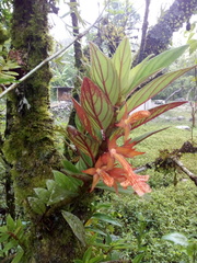 Columnea schiedeana