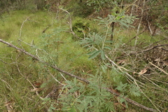 Acacia glaucocarpa