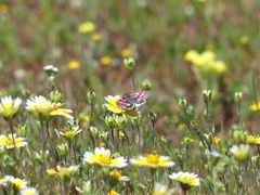 Schinia pulchripennis