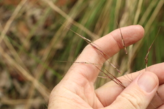 Chrysopogon sylvaticus