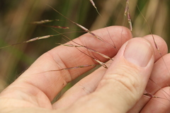 Chrysopogon sylvaticus