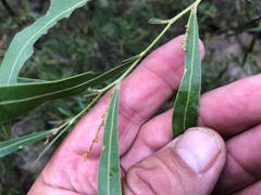 Acacia neriifolia