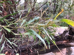 Acacia neriifolia