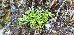 Montia drucei