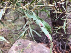 Acacia neriifolia