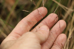 Chrysopogon sylvaticus