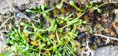 Montia drucei