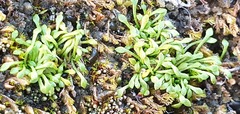 Montia drucei