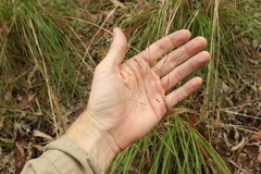 Chrysopogon sylvaticus