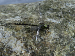 Ophiogomphus carolus