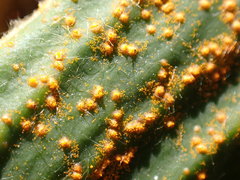 Puccinia celmisiae