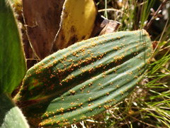 Puccinia celmisiae