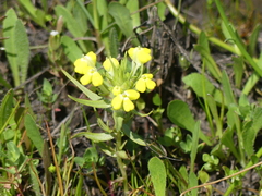 Castilleja campestris