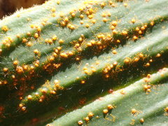 Puccinia celmisiae