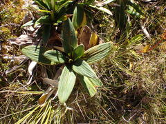 Puccinia celmisiae