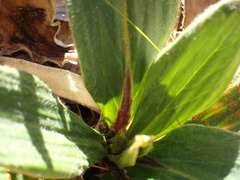 Puccinia celmisiae