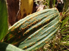 Puccinia celmisiae