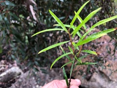 Notelaea linearis