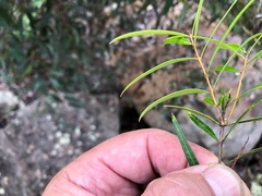 Notelaea linearis