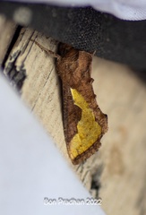 Thysanoplusia intermixta