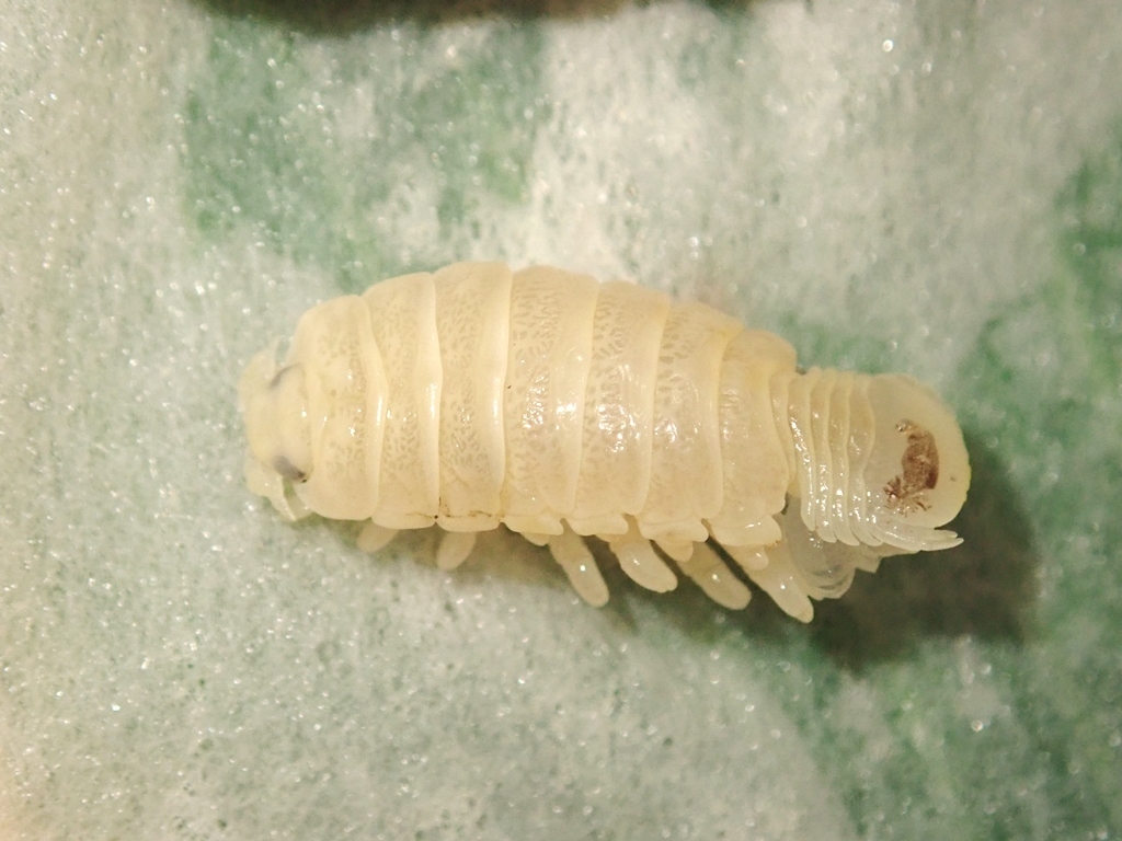 Ceratothoa verrucosa