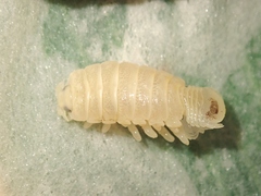 Ceratothoa verrucosa