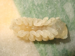 Ceratothoa verrucosa