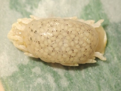 Ceratothoa verrucosa