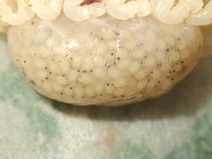 Ceratothoa verrucosa