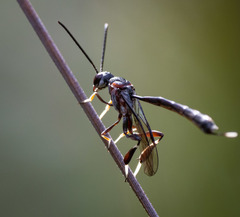 Gasteruption brachyurum