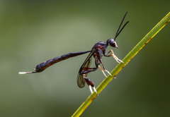 Gasteruption brachyurum