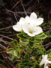 Veronica macrantha macrantha