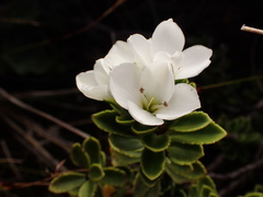 Veronica macrantha macrantha