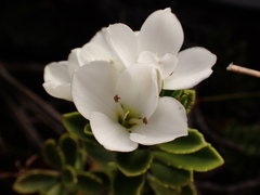 Veronica macrantha macrantha