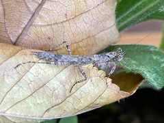 Tarachodes sanctus