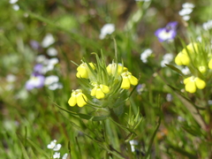 Castilleja campestris