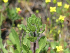 Pogogyne zizyphoroides