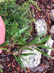 Notelaea linearis