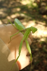 Hierodula patellifera patellifera