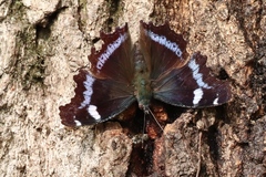 Kaniska canace nojaponicum