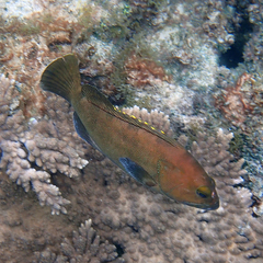 Epinephelus rivulatus