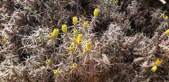 Cylindropuntia whipplei