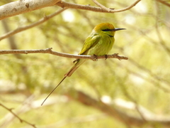 Merops viridissimus