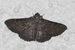 Polydesma