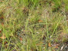 Fimbristylis cinnamometorum