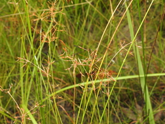 Fimbristylis cinnamometorum