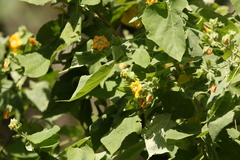 Abutilon auritum